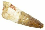 Fossil Spinosaurus Tooth - Real Dinosaur Tooth #363099-1
